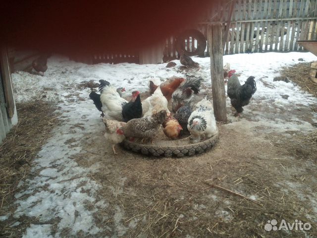 Яйцо для инкубации,кур разных пород,уток,цыплята купить на Зозу.ру - фотография № 5