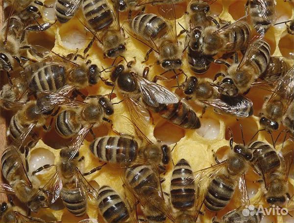 Продам Пчелопакеты и Пчелосемьи на 10 рамках купить на Зозу.ру - фотография № 1