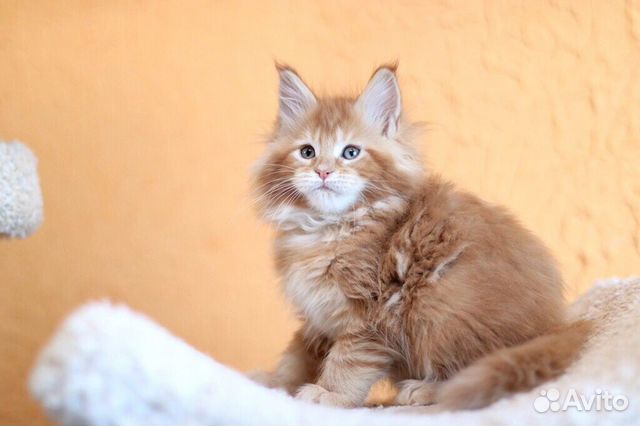 Котенок Мейн Кун купить на Зозу.ру - фотография № 2