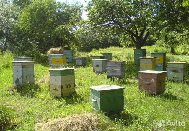 Улей с пчёлами купить на Зозу.ру - фотография № 1