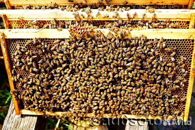 Пчелы, Пчелосемьи купить на Зозу.ру - фотография № 2