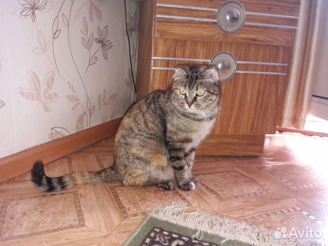 Кошечка ищет дом купить на Зозу.ру - фотография № 2