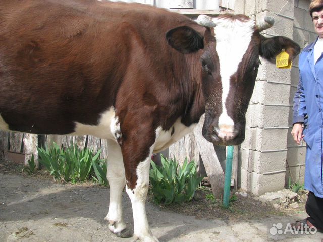 Корова Авито Фото