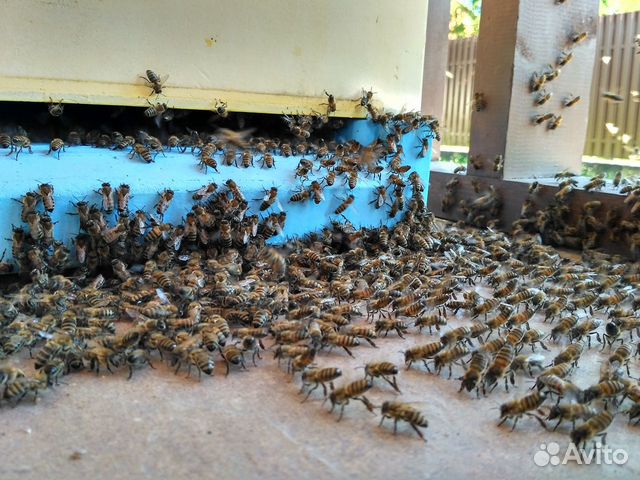Зимовалые пчёлосемьи и пчелопакеты купить на Зозу.ру - фотография № 4
