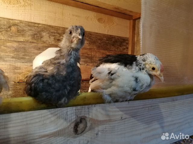 Цыплята 2 мес купить на Зозу.ру - фотография № 1