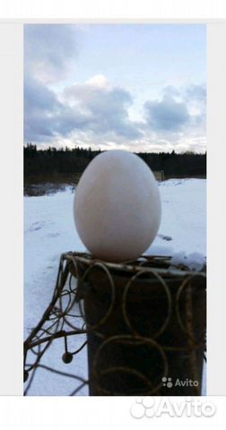 Гусиное яйцо для инкубирования купить на Зозу.ру - фотография № 1