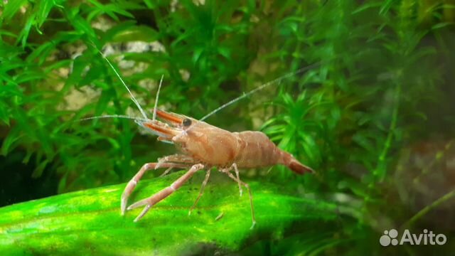 Креветка макробрахиум гималайский красный
