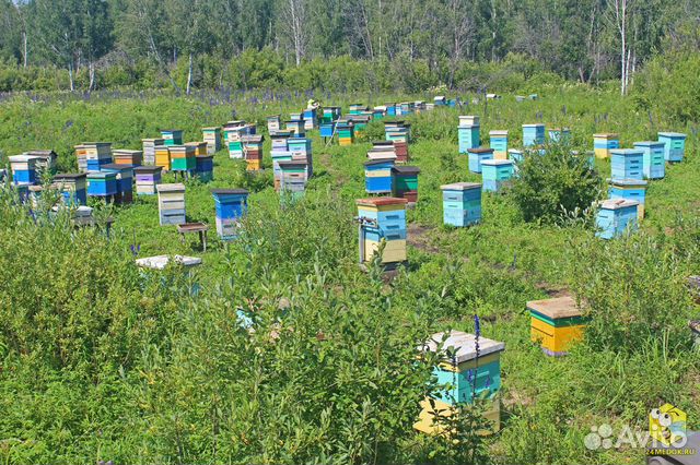 Пчелы улья пасека пчелосемья продам купить на Зозу.ру - фотография № 1