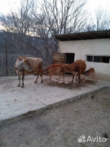 Коровы чистые, здоровые, ухоженные, дойные, с теля купить на Зозу.ру - фотография № 5