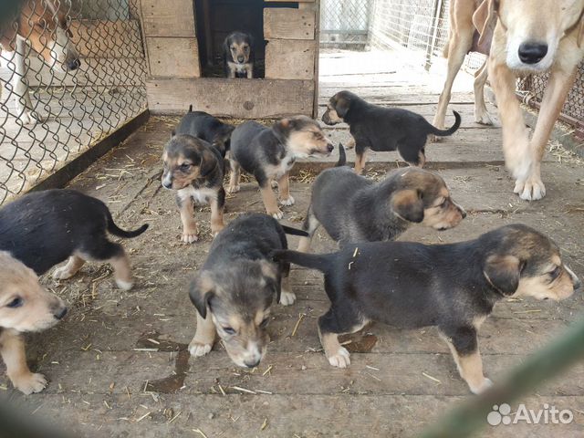 Руская гончая щенки купить на Зозу.ру - фотография № 4
