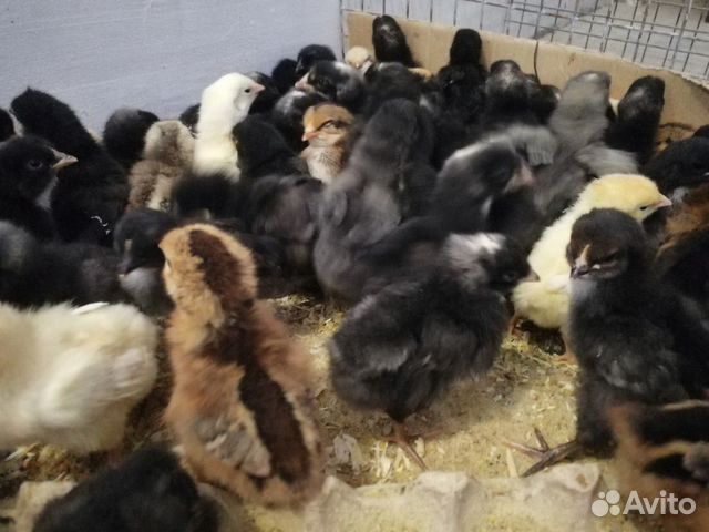 Доминанты цыплята купить на Зозу.ру - фотография № 2