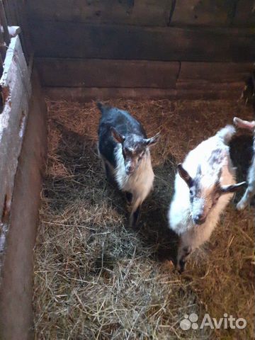 Козочка и козлик рождены 6 февраля, коза с козленк купить на Зозу.ру - фотография № 1
