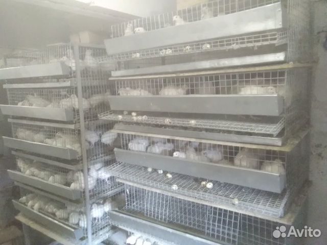 Клетки для перепелов