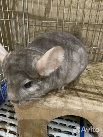 Шиншилла (мальчик)