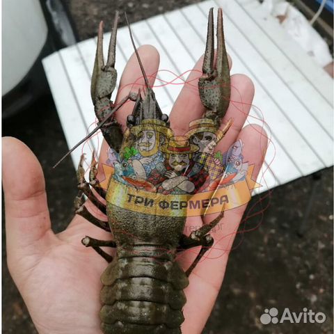 Живые и варёные раки/Круглосуточно