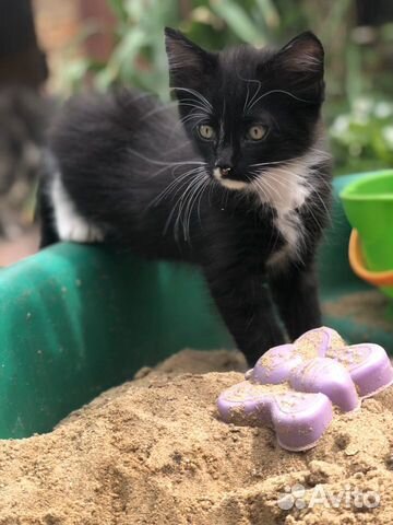 Котёнок