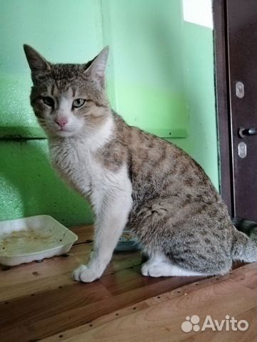 Кот в добрые руки Кот в добрые руки