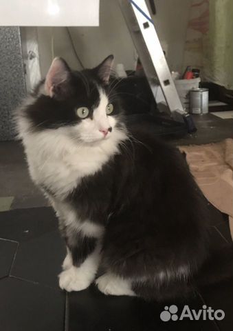 Котик