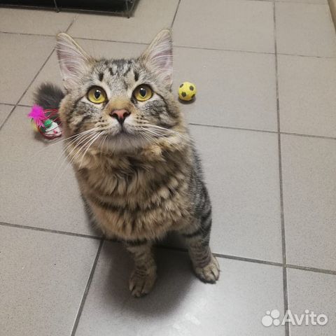 Котик в дар