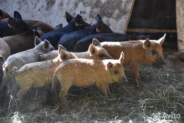 Венгерская мангалица и Кармалы. Поросята Венгерская мангалица и Кармалы. Поросята
