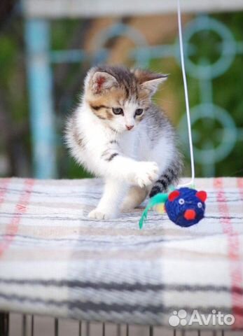 Котенок