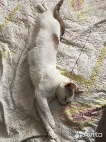 Кошечка ищет дом