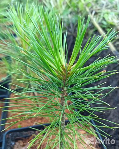 Саженцы кедра сибирского Pinus Sibirica зкс Саженцы кедра сибирского Pinus Sibirica зкс