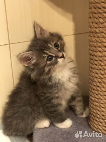 Котенок девочка 2 мес Котенок девочка 2 мес