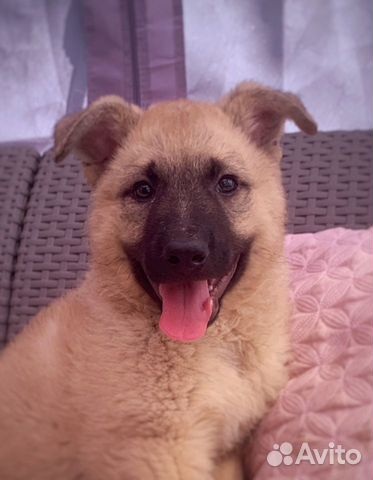 Ищет дом щенок Гриша, 2 мес Ищет дом щенок Гриша, 2 мес