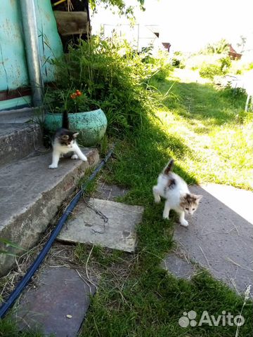 Котята ищут добрых хозяев