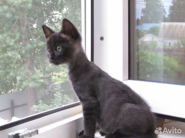 Котенок мальчик в добрые руки Котенок мальчик в добрые руки