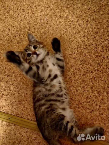 Котенок 2 месяца