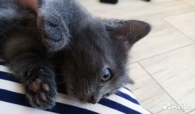 Раздам котят в хорошие руки.Котятам 2 месяца