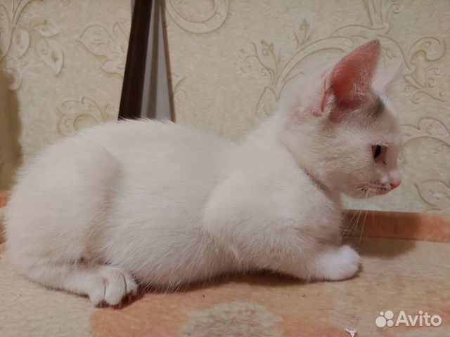 Отдам котенка в добрые руки