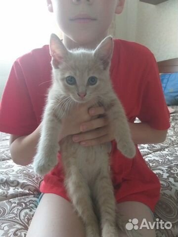 Брат и сестрёнка ищут добрых хозяев