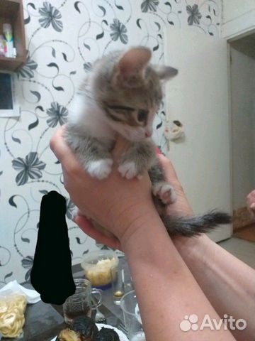 Кошка