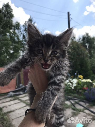 Котенок Котенок
