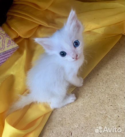 Котенок
