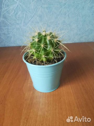 Кактус