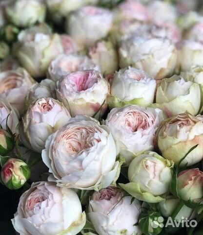 Роза пионовидная про-во Кения оптом