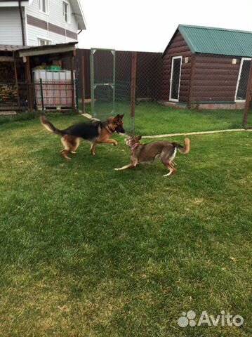 Гостиница для животных