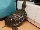 Черепахи водные объявление продам
