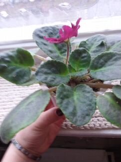 Фиалка ле-Вега 72 в горшке