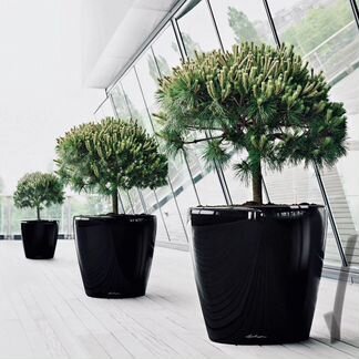 Кашпо Лечуза Классико 50 LS