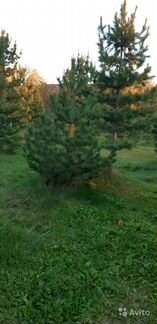 Саженцы сосны черной 2-2,5м