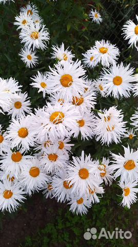 Ромашка игольчатая садовая