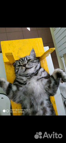 Стерилизация кошек и кастрация котов