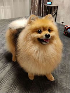 Шпиц вязка(не продажа)