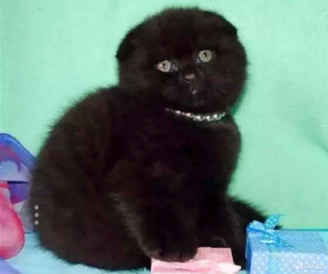 Шотландская вислоухая кот плюшевый черный