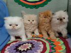 Персидские котятки